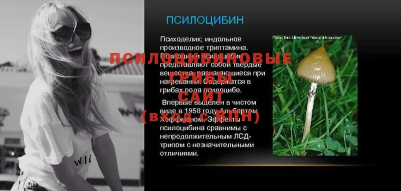 дарнет шоп  Калязин  кракен ТОР  Псилоцибиновые грибы Psilocybe 